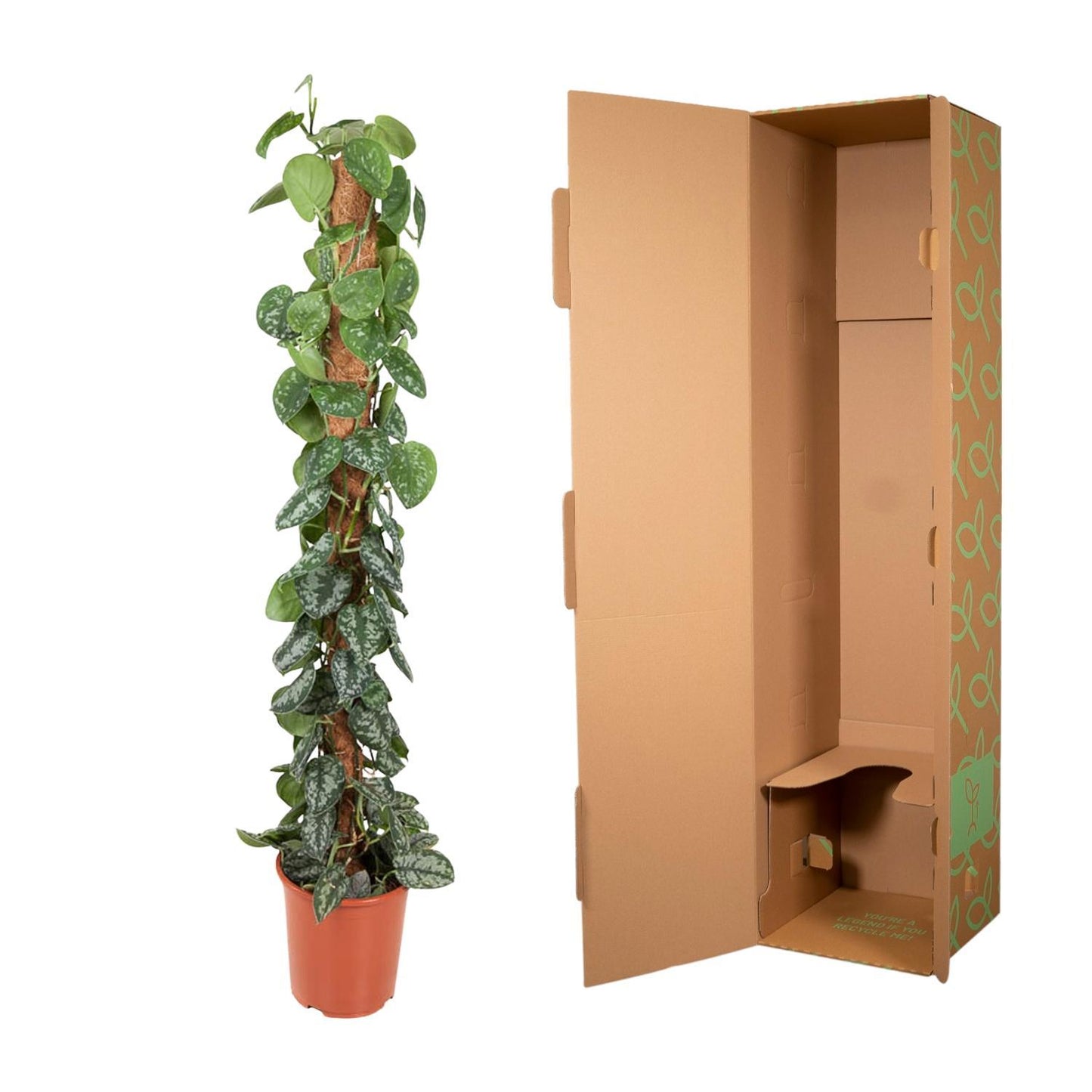 Scindapsus Epipremnum Pictus Trebie Grotę Kamerplant XL box