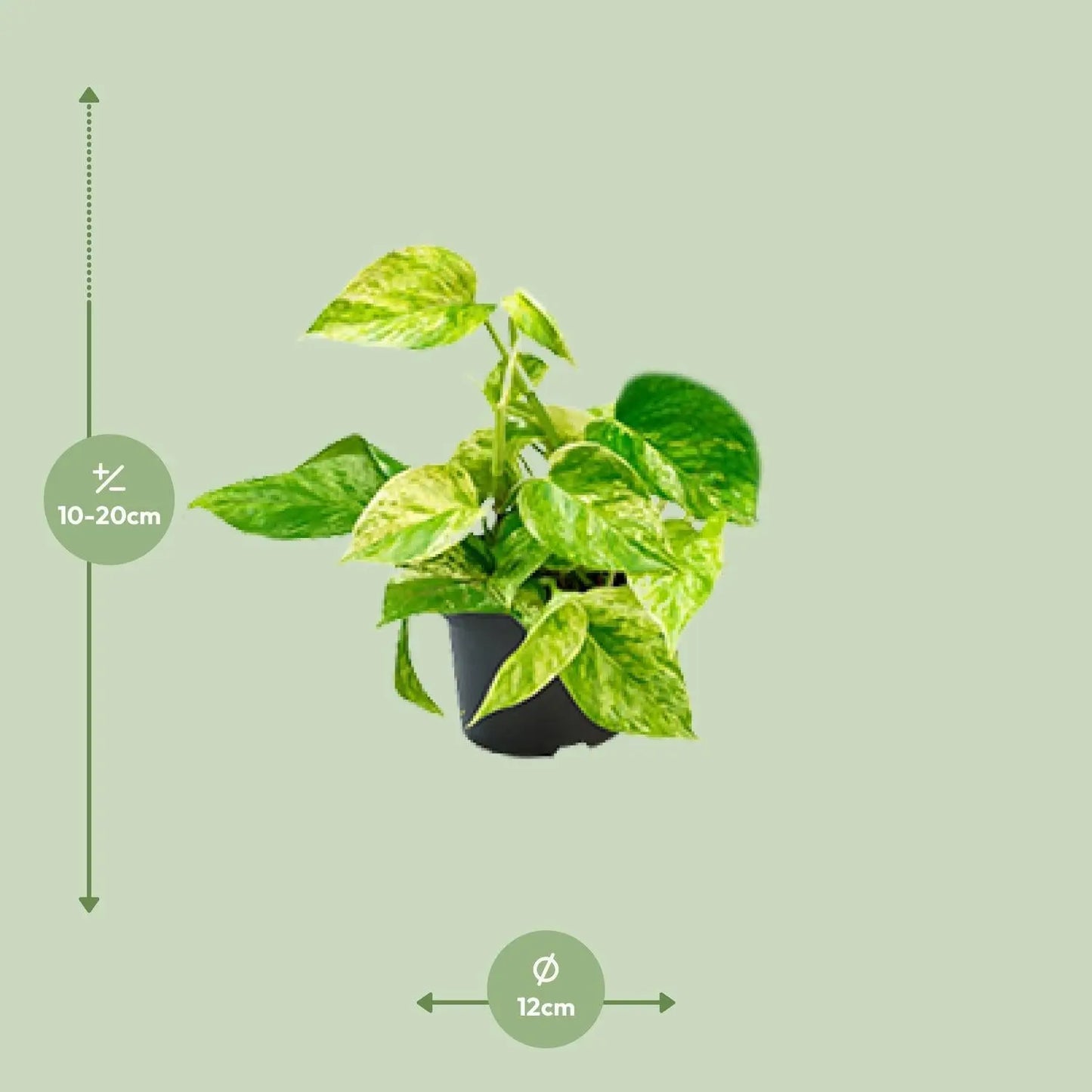 Epipremnum-Marmorkönigin – Ø12 – ↨15 cm