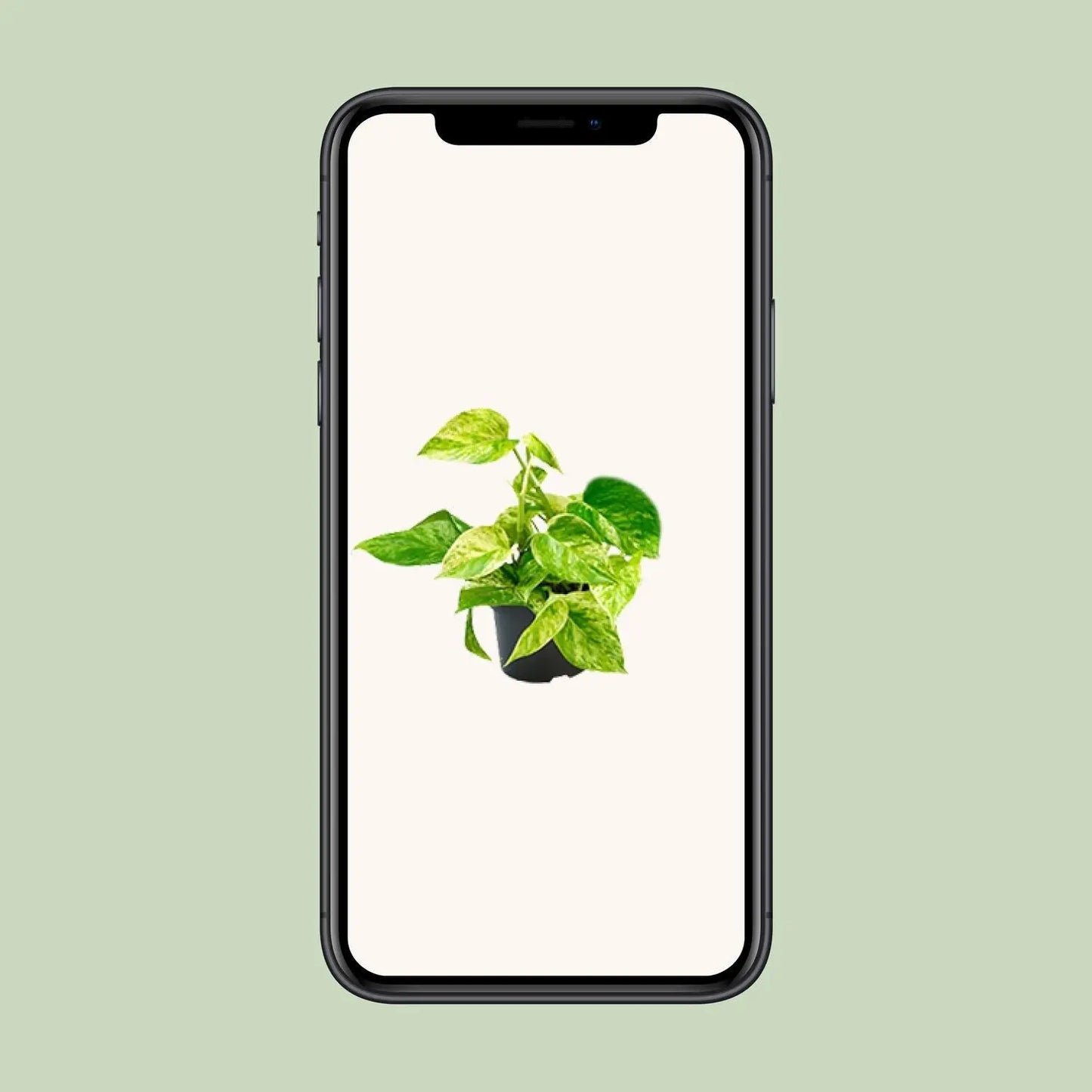 Epipremnum-Marmorkönigin – Ø12 – ↨15 cm