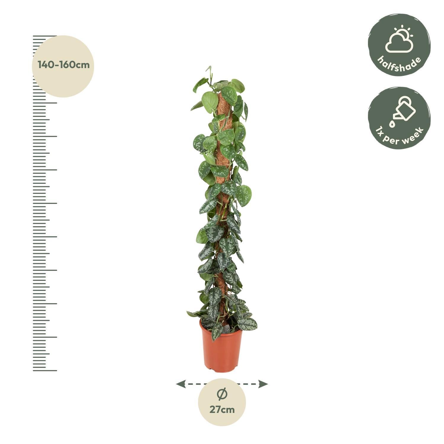 Scindapsus Epipremnum Pictus Trebie Grotę Kamerplant XL size