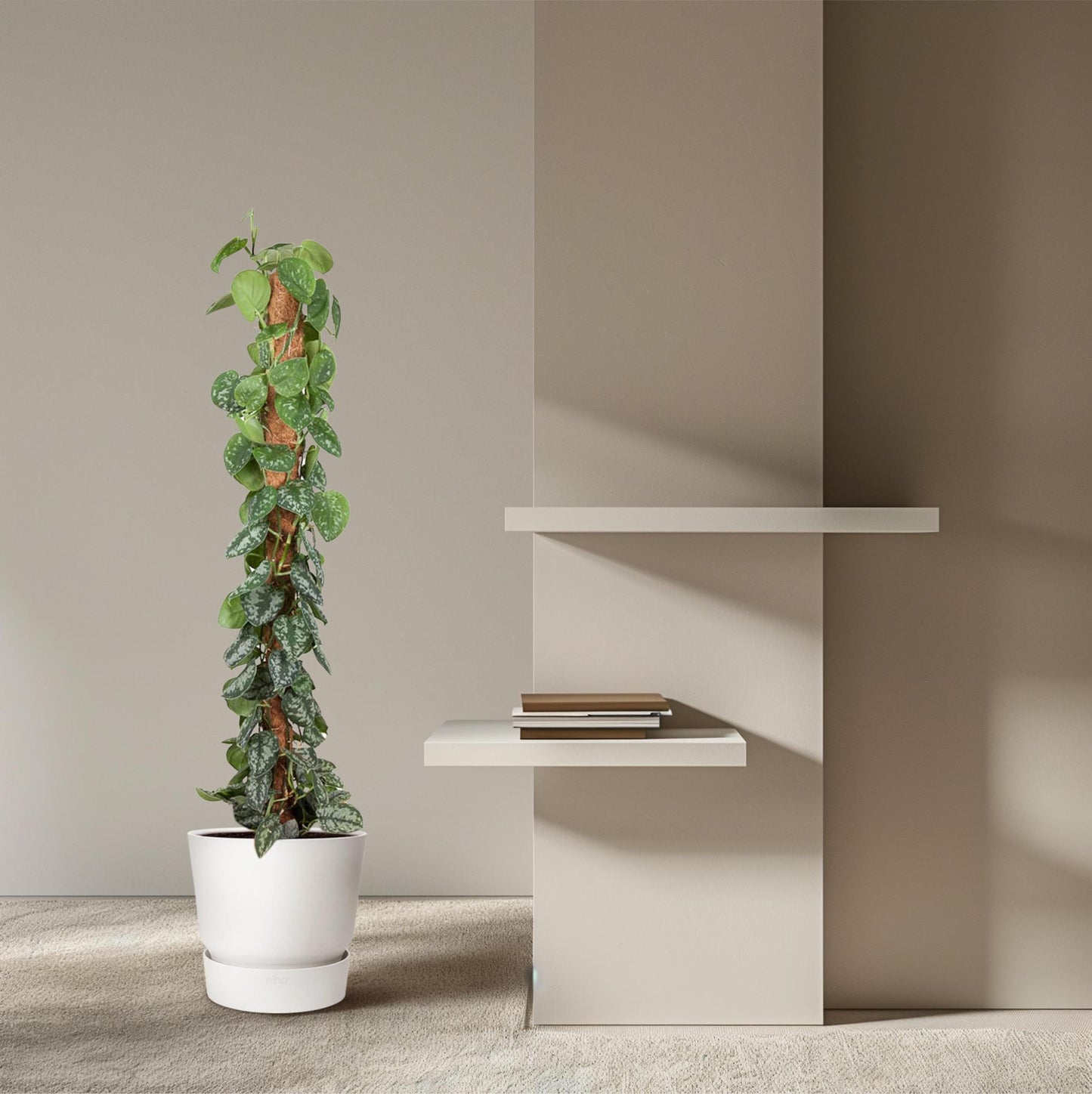 Scindapsus Epipremnum Pictus Trebie Grotę Kamerplant XL interieur